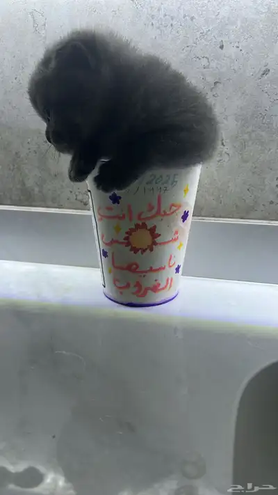 قطة سكوتش فولد index