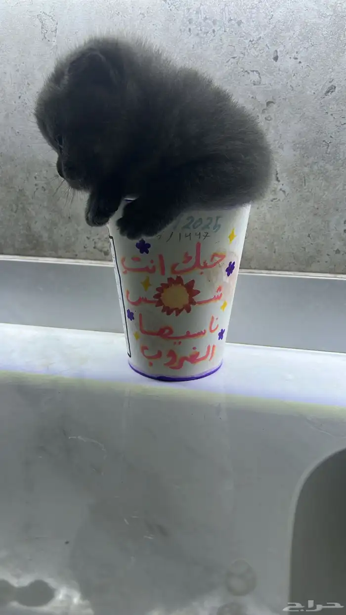 قطة سكوتش فولد 0