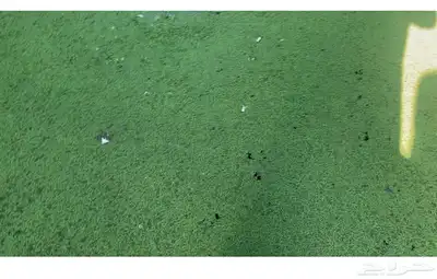 ازولاء للبيع الكيلو 15 ريال 0