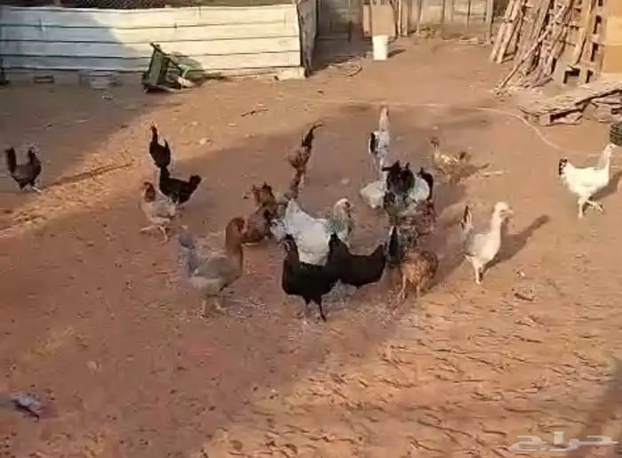 دجاج بياض مشكل 1