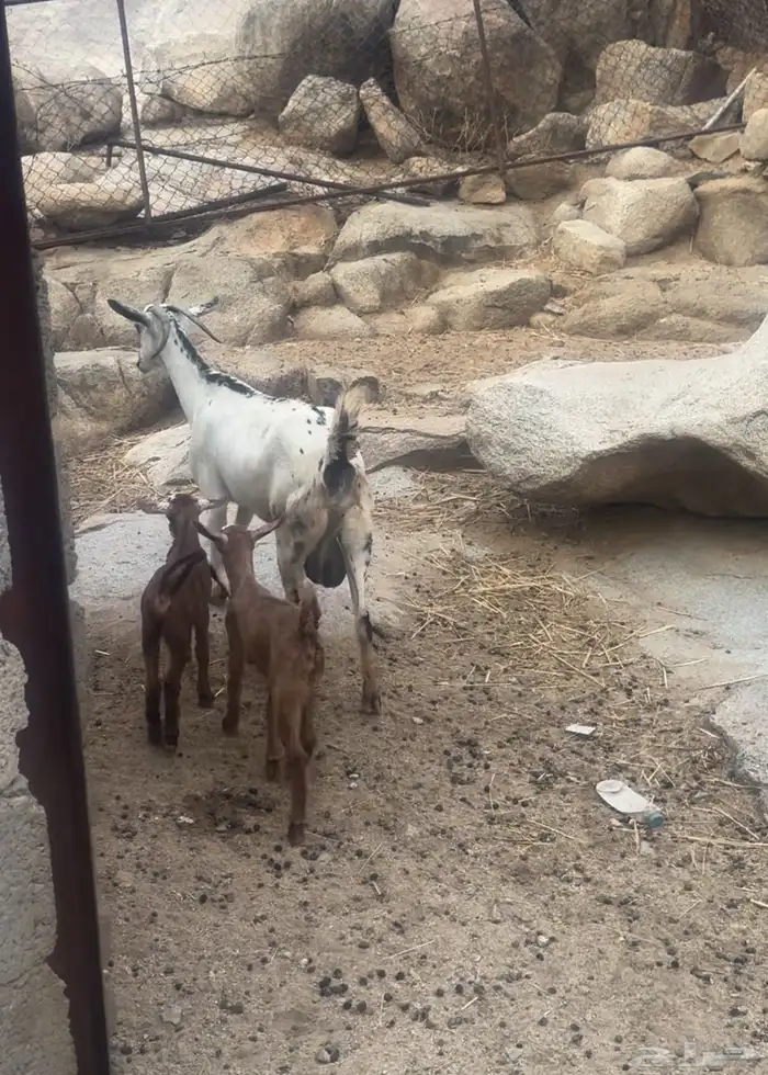 عنز والد للبيع 1