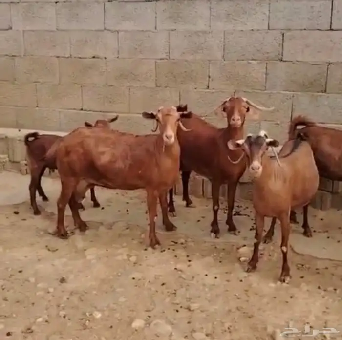 للبيع غنم موقعها بارق 0