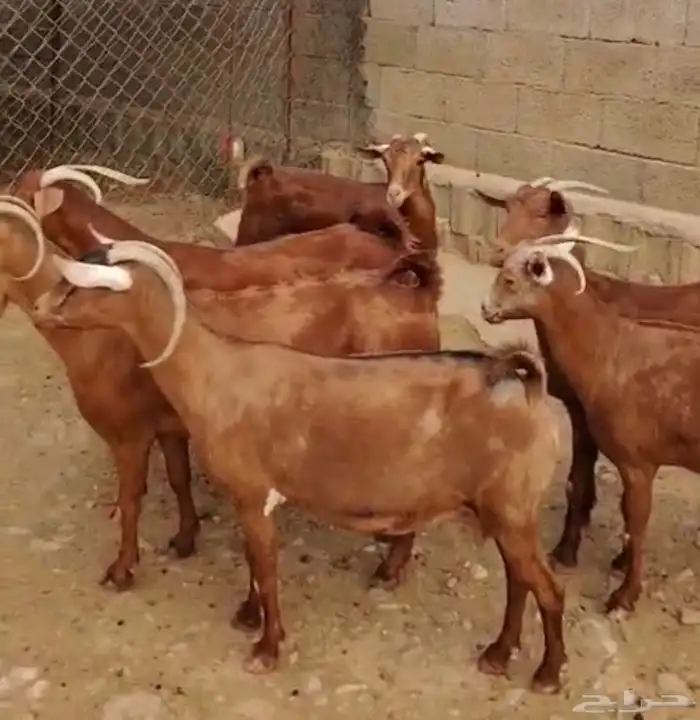 للبيع غنم موقعها بارق 1