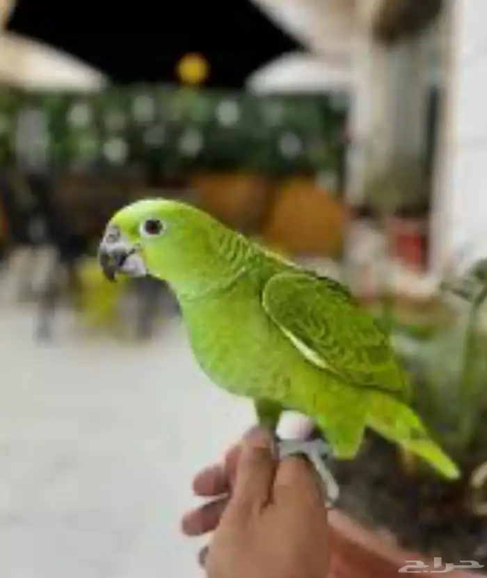 فروخ يلوناب البيور وأبو طقه احجام سوبر سوبر جامبو 2