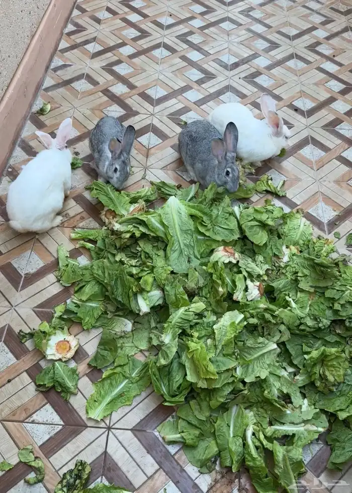 أرانب فرنسية 0