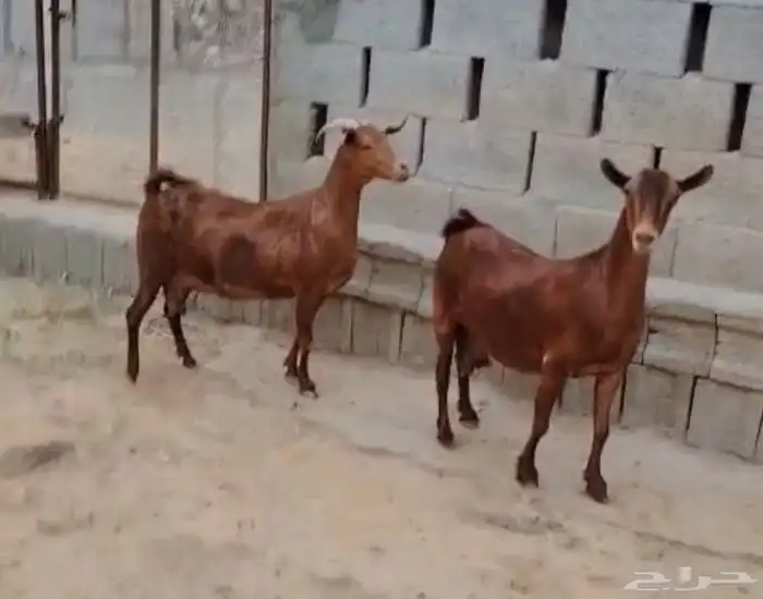 للبيع غنم موقعها بارق 2