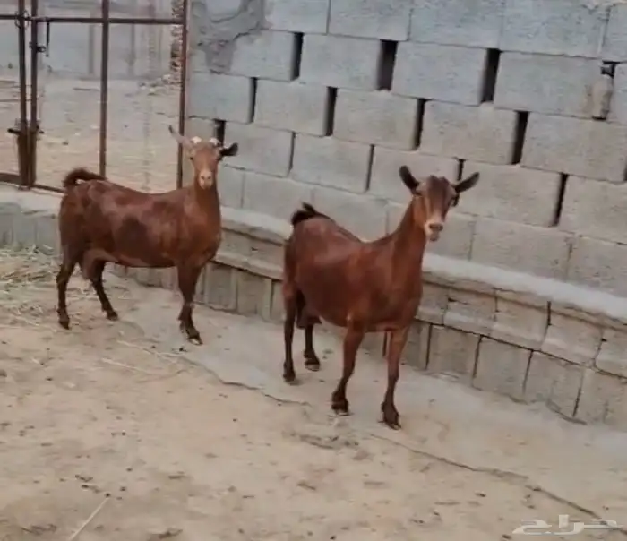 للبيع غنم موقعها بارق 3