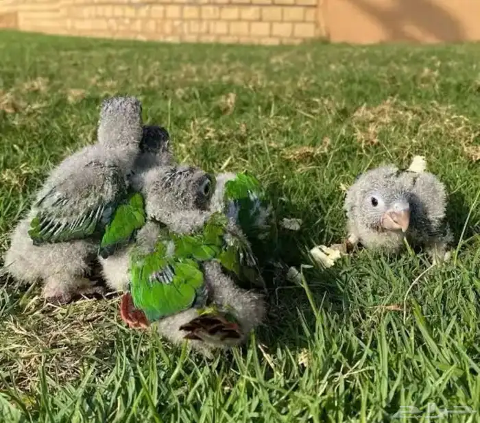 فروخ كنيور جامبو 0