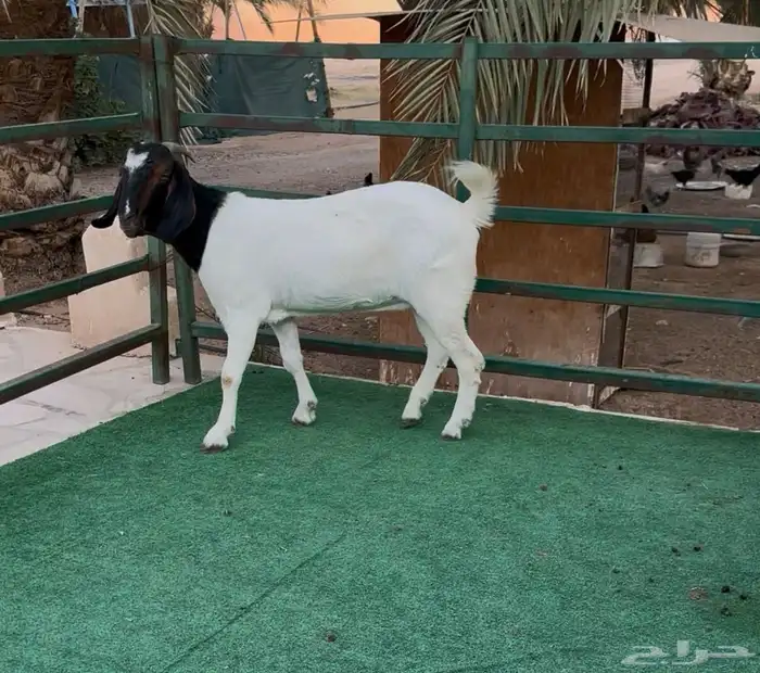 معزى هجين البورقت 0