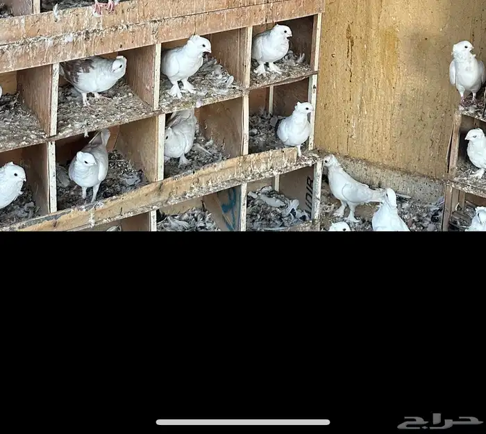 حمام رماني ابيض صك ومكاتيف 4