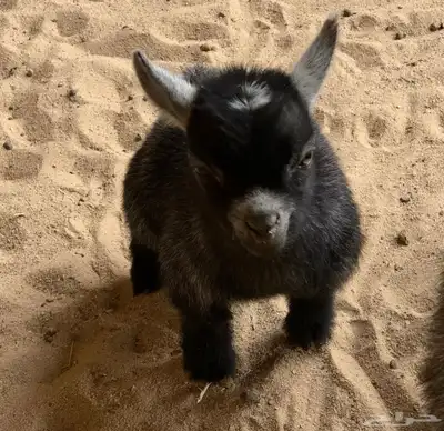 ماعز قزم index