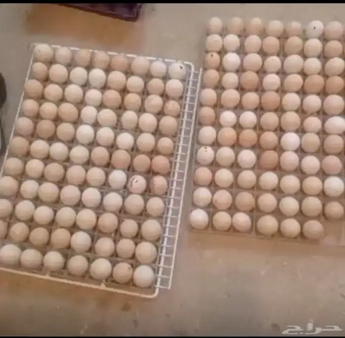 بيض دجاج فرنسي احمر كلومبي بيور ضخم 0