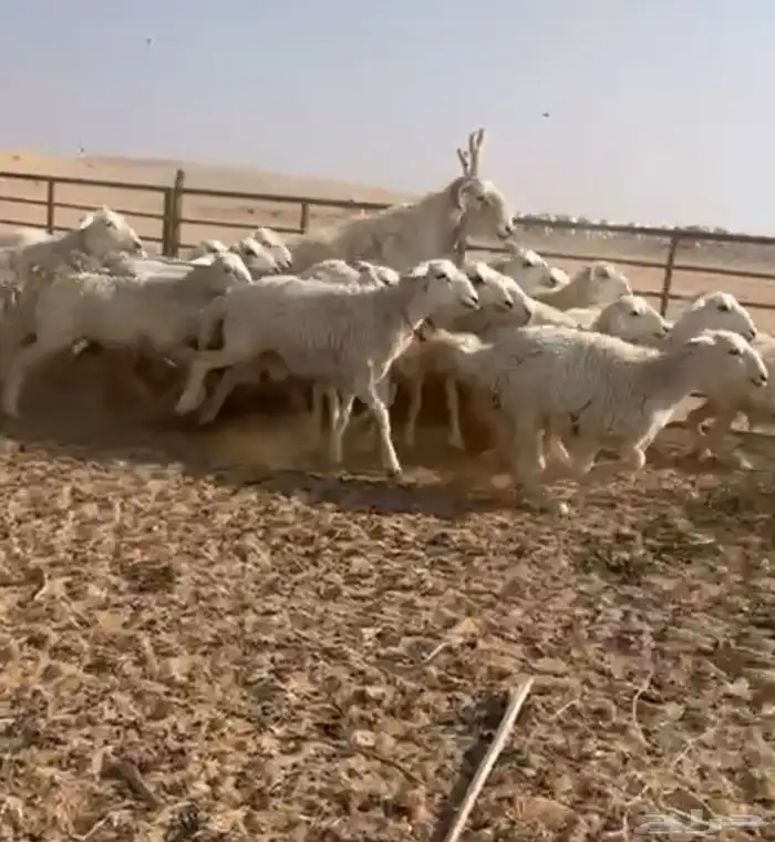 حريات حرش. دفيع العدد 25 غنم بر نظيفه 0