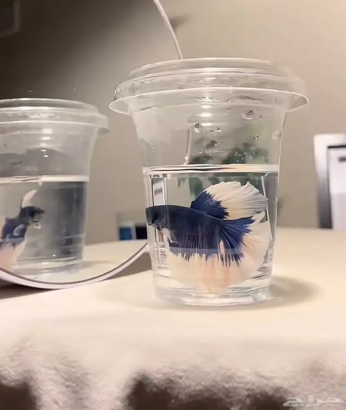 سمك الطايف 0