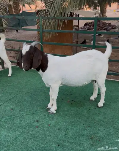 معزى هجين البورقت index