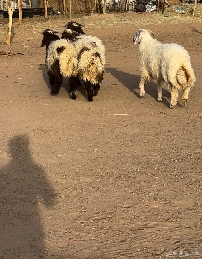 للبيع طليان نعيم جبره ومغلقه 0