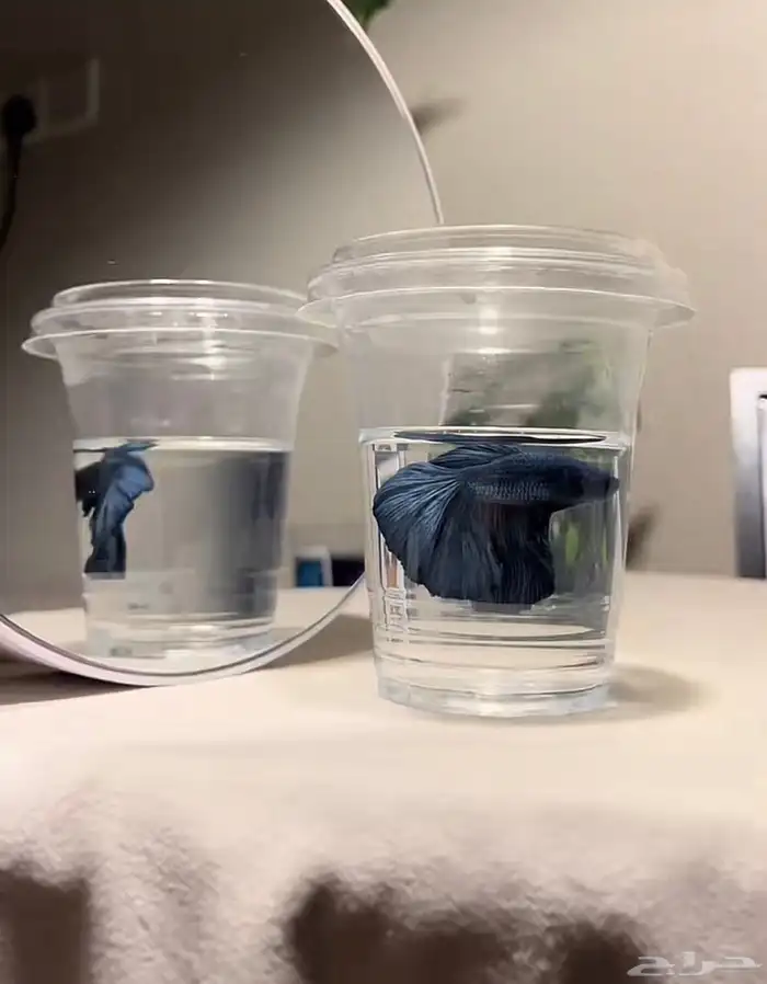 سمك الطايف 1