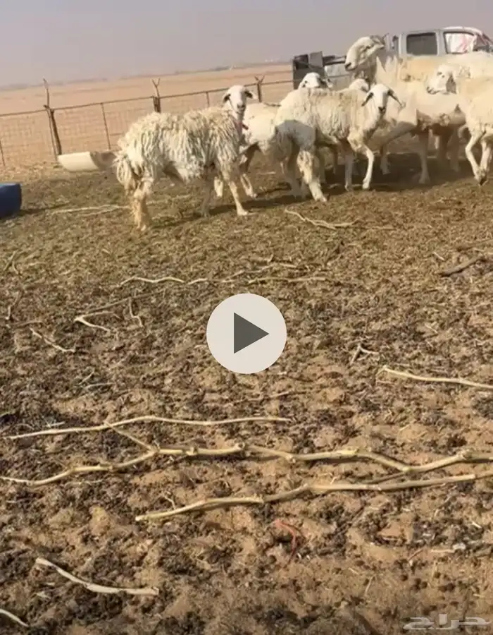 حريات حرش. دفيع العدد 25 غنم بر نظيفه 1