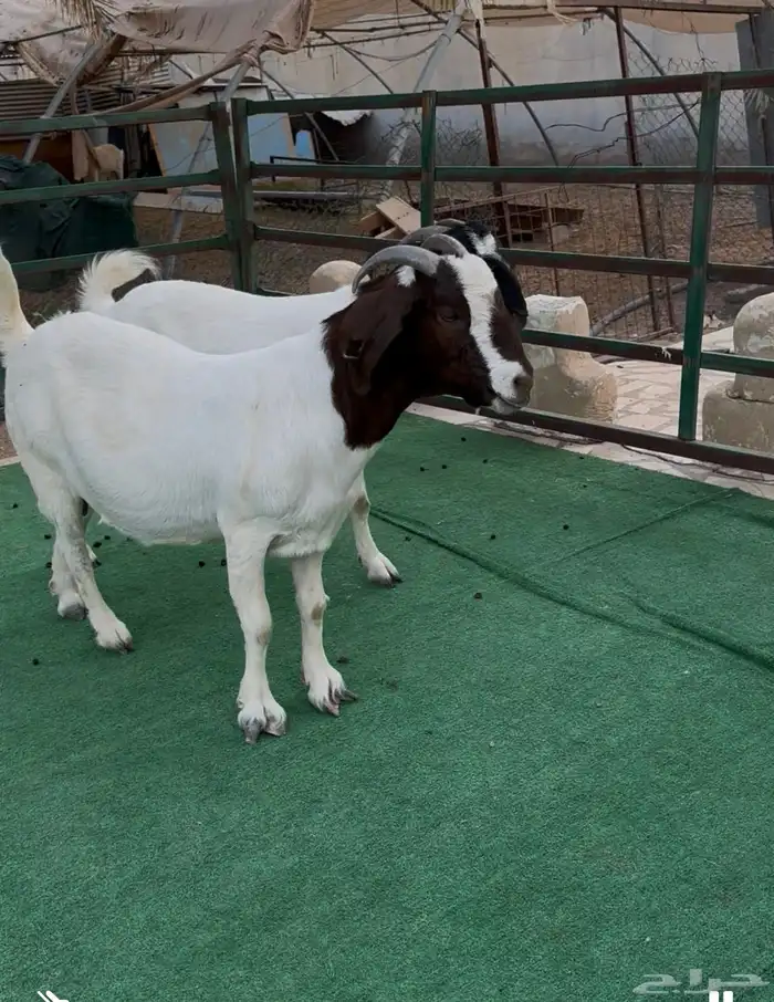 معزى هجين البورقت 2