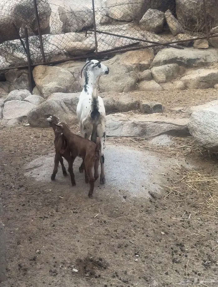 عنز والد للبيع 3