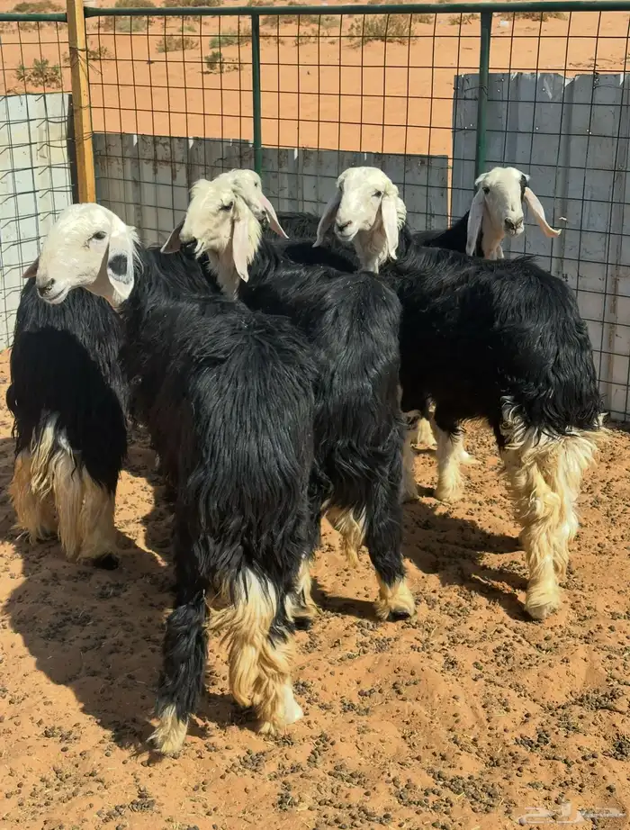 للبيع رخال نجد طيبه 0