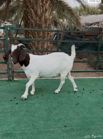 معزى هجين البورقت index