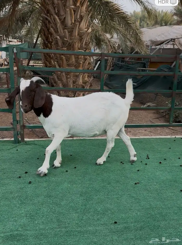 معزى هجين البورقت 1