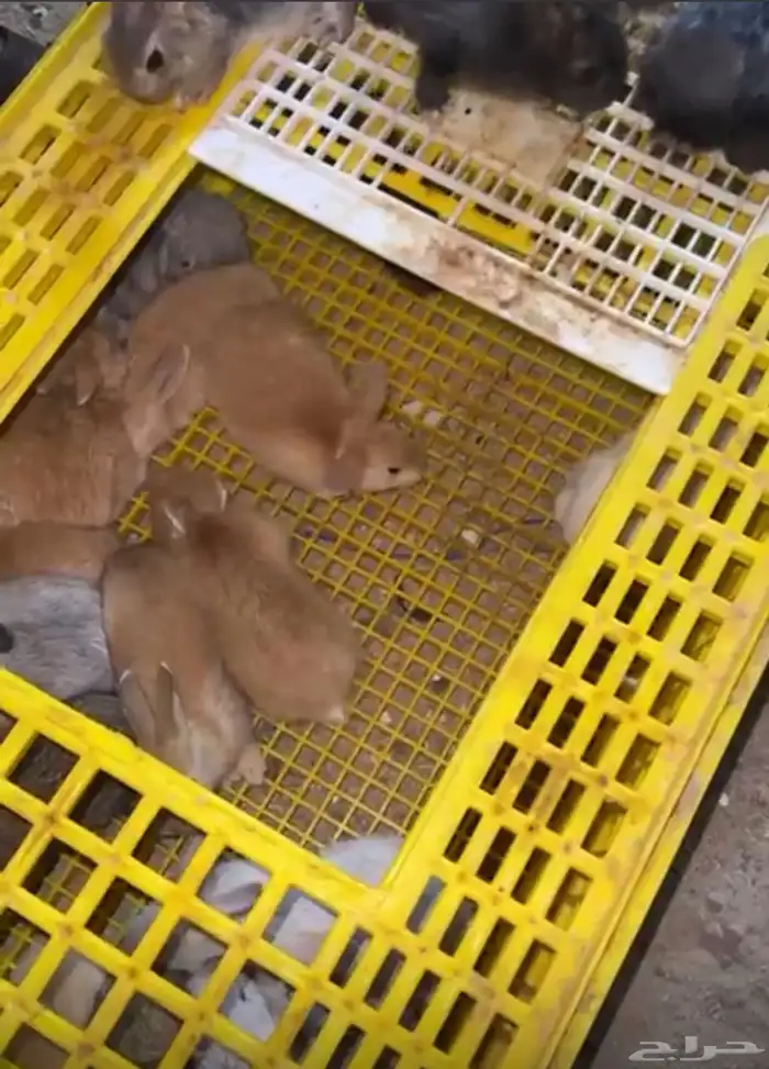 فطام ارانب للبيع جميع الالوان بالرياض 3