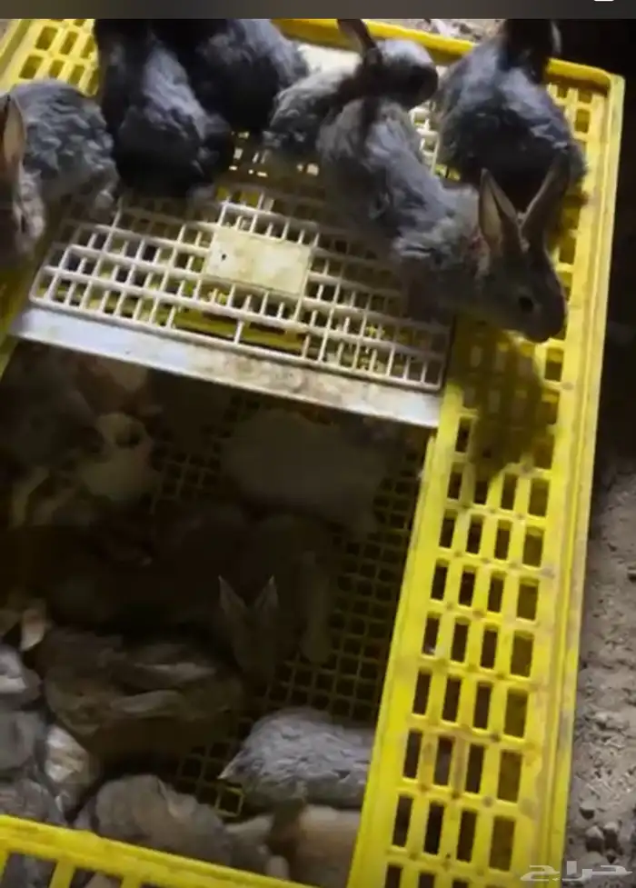 فطام ارانب للبيع جميع الالوان بالرياض 2