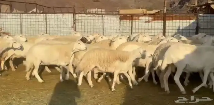 حرش فاخره ونضيفه 0