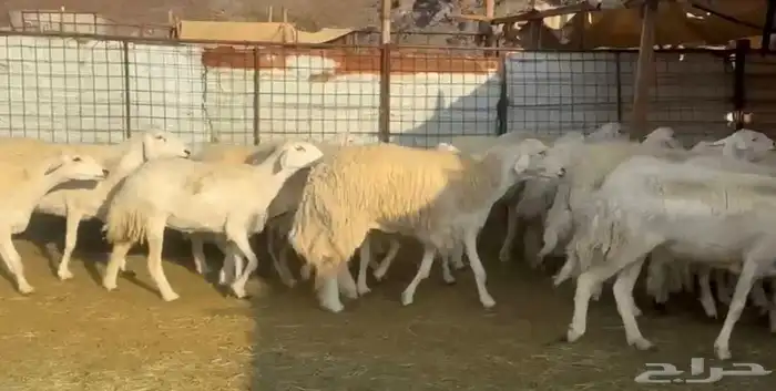 حرش فاخره ونضيفه 2