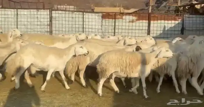 حرش فاخره ونضيفه 4