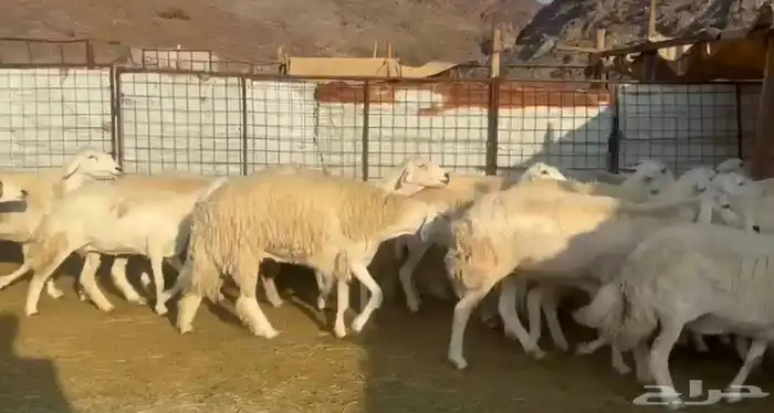 حرش فاخره ونضيفه 3