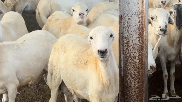 خرفان رفيدي بلدي انتاج مزرعتنا 0