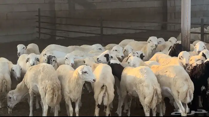 خرفان رفيدي بلدي انتاج مزرعتنا 1