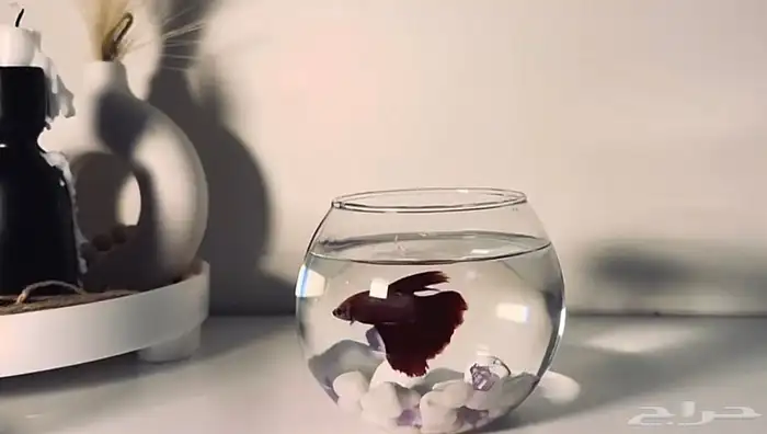 سمك الطايف 4