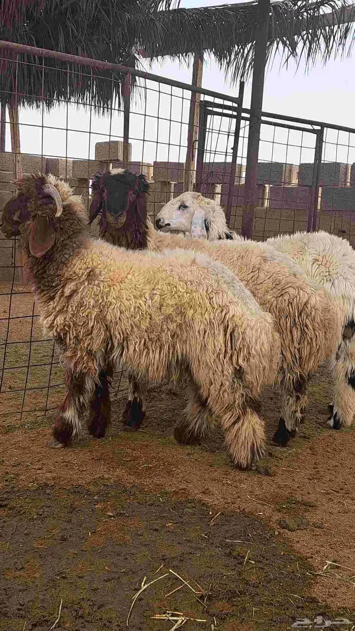 هرافي نعيم وحري 0