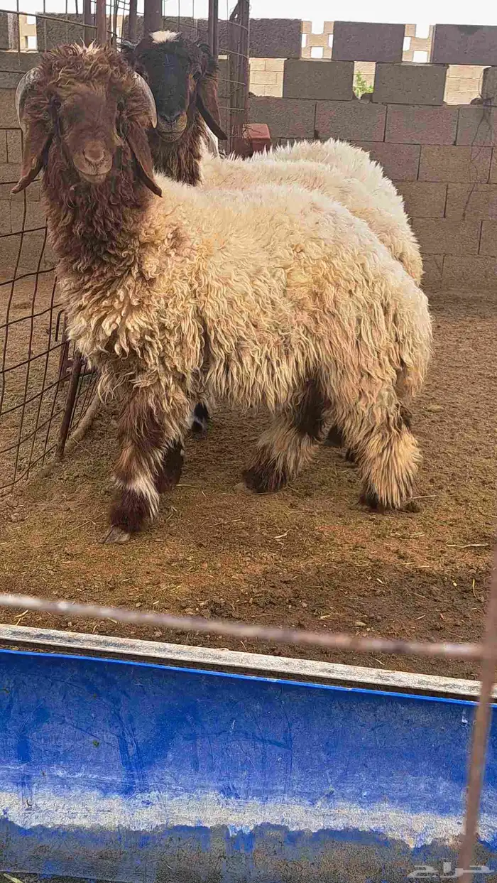 هرافي نعيم وحري 2