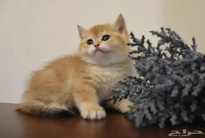 كتن سكوتش ستريت 2