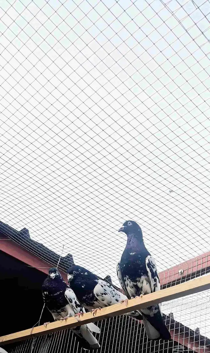 حمام هندي كالوشام طيور مميزة 9