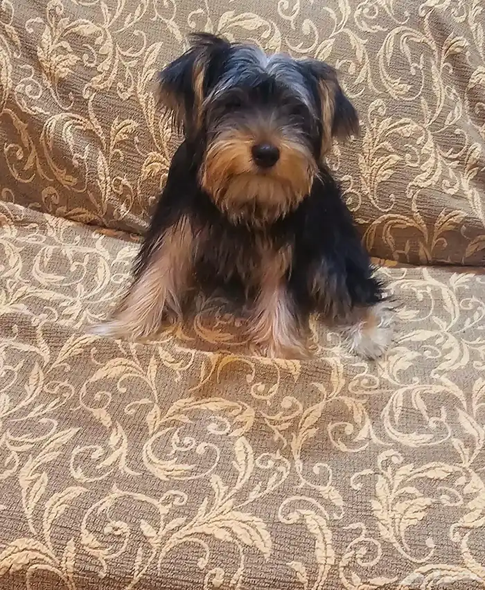 متوفر للبيع جراء يوركشاير للبيع 7