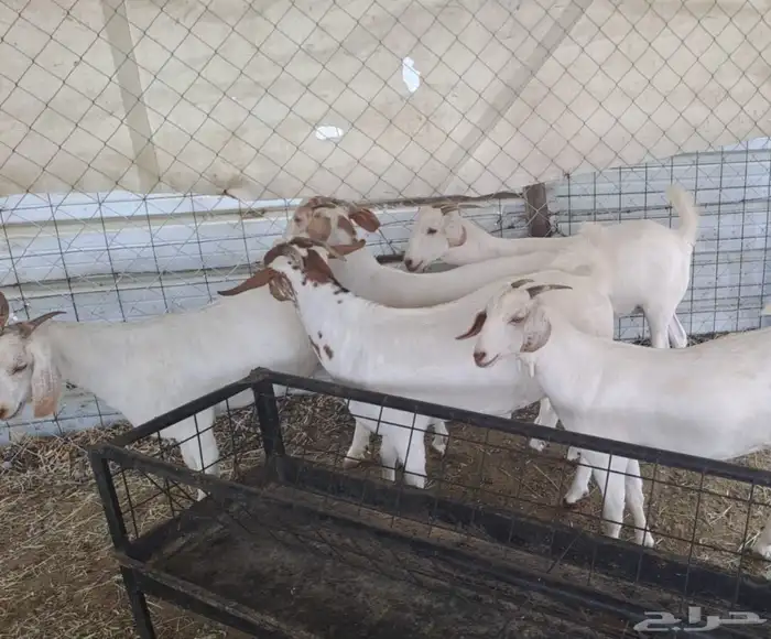 جفاربرض دفيع 0