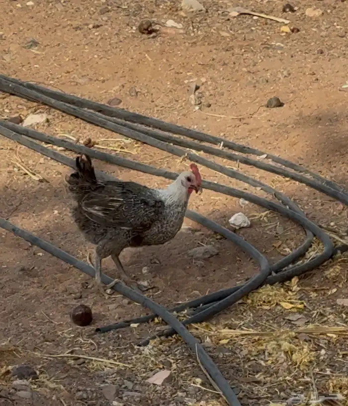 دجاج بلدي ( بياض ) 2