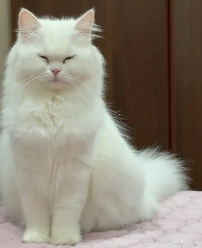 قطة العمر سنة 1