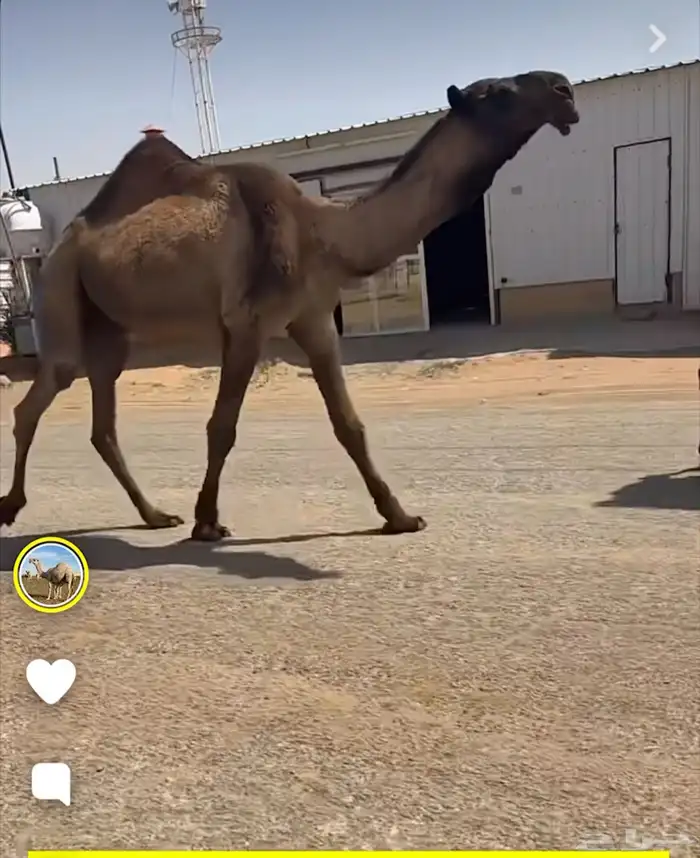 للبيع بعير اصفر 0