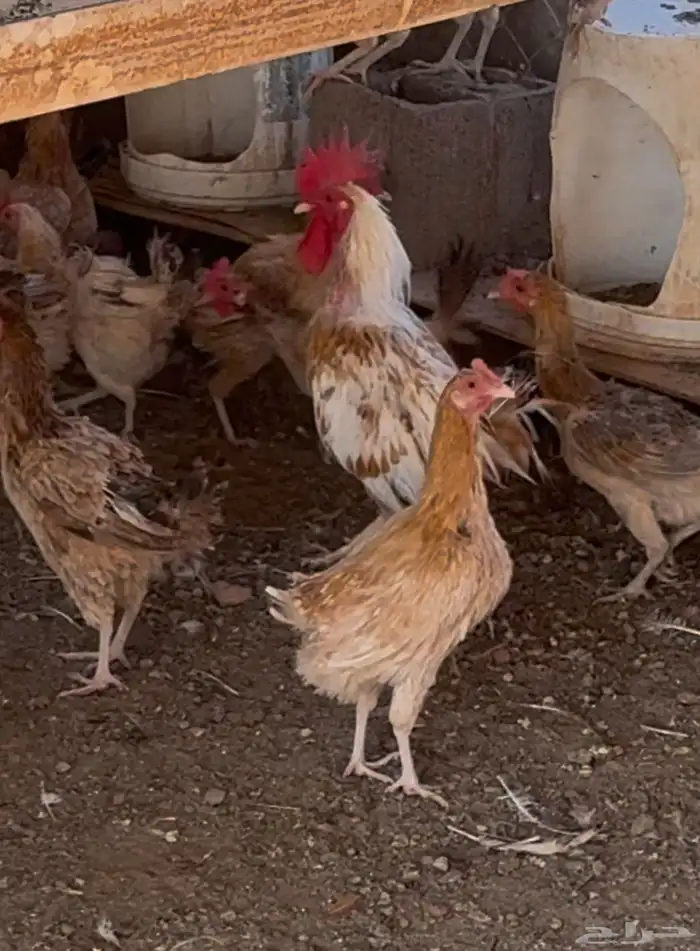 دجاج بلدي ( بياض ) 1