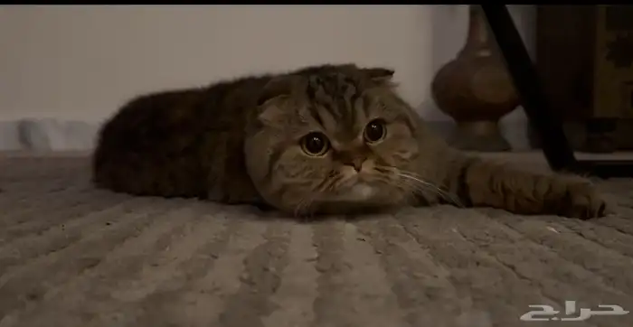 قطه سكوتش شورت هير للبيع 1