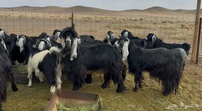 معزا عوارض 0