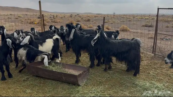 معزا عوارض 1