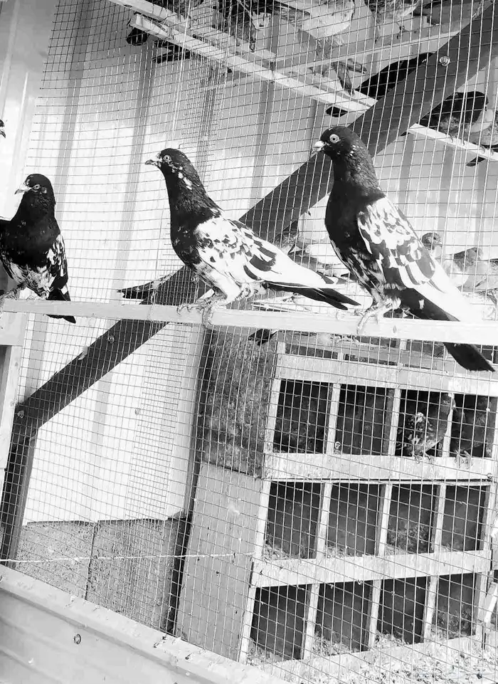 حمام هندي كالوشام طيور مميزة 8